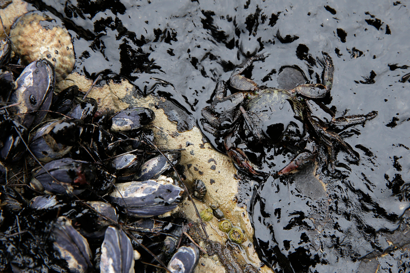 Illustration for article titled Santa Barbara Still Reeling From the Worst Oil Spill in Decades